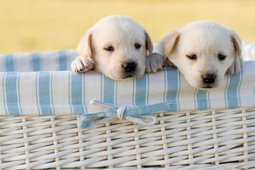 Cute labrador puppies in basket
