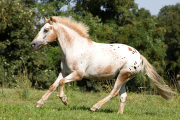Obraz na płótnie Canvas Apaloosa Pony