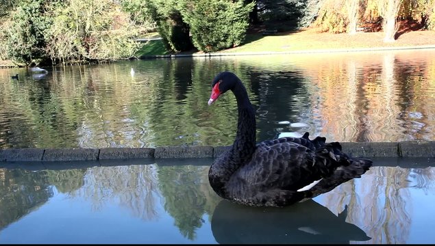 cygnes noir