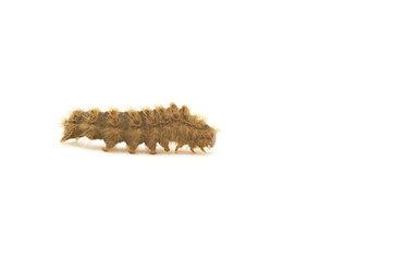 Isolated caterpillar on white