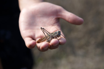 Grasshopper