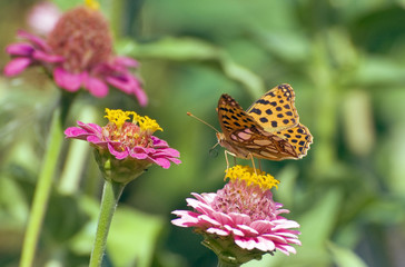 Перламутровка полевая, Латона  на цветке циннии