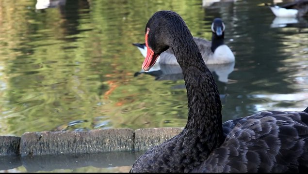 cygnes noir