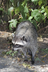 Raccoon in Stanley Park