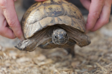Hand holding Hermann's Tortoise
