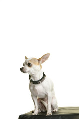 Chihuahua, Hund, Rassehund, Kopfportrait, freigestellt