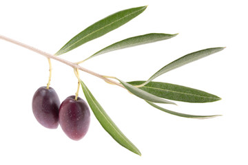 Rametto d'olive