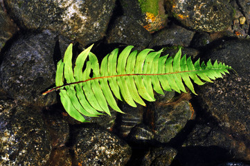 A silver fern rests on a pebbled stream