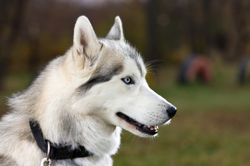 Siberian Husky