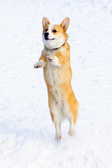 Ðembroke Welsh Corgi