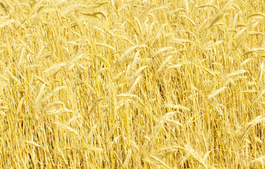 rye