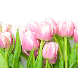 pink tulips