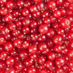 redcurrant