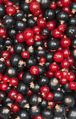 redcurrant and  blackcurrant