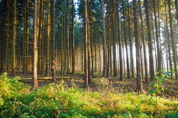 Naklejka premium Spruce forest in the early morning light