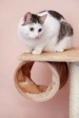 Lovely lady-cat sitting on the cat house