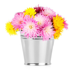 Chrysanthemum in bucket on white background