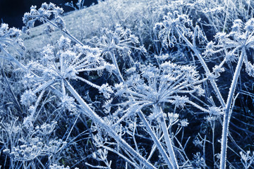 frozen plants with ice crystals