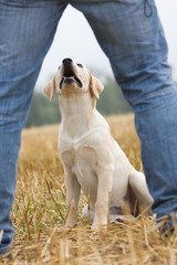 Bester Freund des Menschen