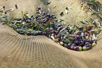 Küchenrückwand glas motiv olive nella rete © CDSTOCK
