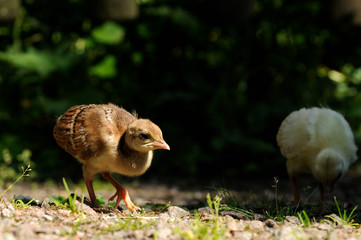 Pfau Küken