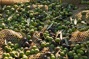 Olive verdi nella rete