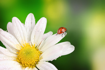 Obraz premium Ladybud sitting on chamomile flower on green background