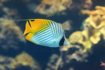 Beautiful yellow tropical fish with coral background