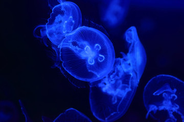 blue jellyfish in the ocean