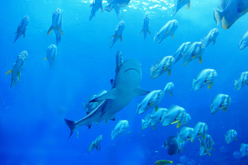 Fototapeta na wymiar Rekin i ryby w oceanie