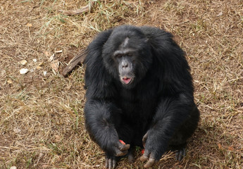 chimpanzee on brown grassy ground