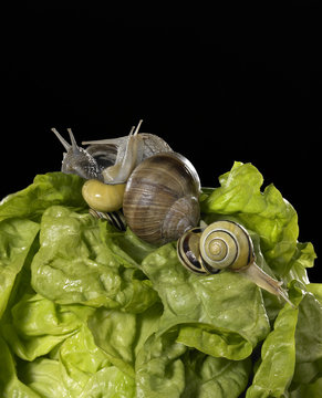 lettuce and snails closeup