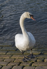 swan riverside
