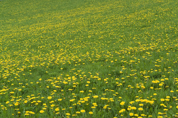 Obraz premium flowery grassland
