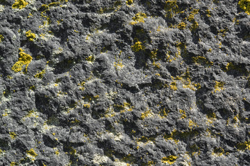 lichen on rough stone
