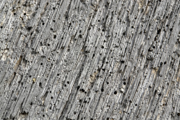 weathered porous wood detail