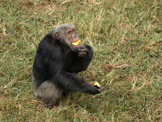 chimpanzee eating on grassy ground