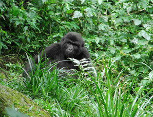 Gorilla in green vegetation