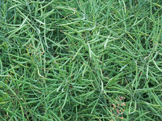 green canola background