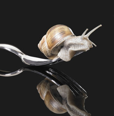 Grapevine snail on fork