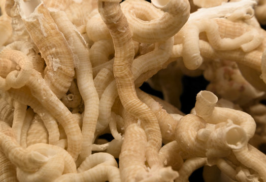 serpulid worm tubes