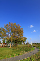 Obraz premium green plants in a city park in china