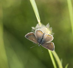 Haristreak butterfly sitting on stem