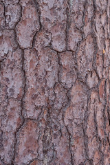 Tree bark