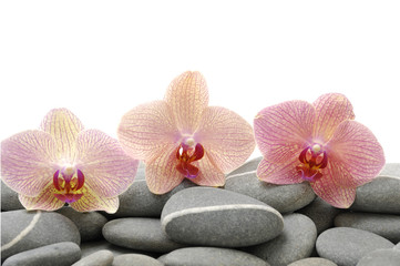 Fototapeta na wymiar Set of three orchid on pebbles