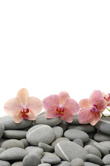 Still life with three orchid on pebble
