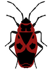 Vector illustration Beetle soldier (pyrrhocoris apterus) on a wh