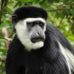 Black and White Colobus Monkey