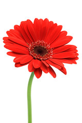 gerbera