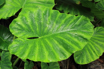 détail de feuille de taro
